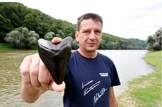 克罗地亚河流发现距今1亿年的巨牙鲨牙齿化石