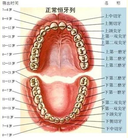 儿童牙齿的生理解剖特点