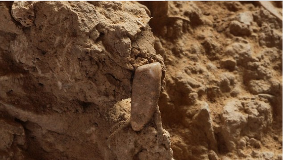 法国发现本国最早人类化石