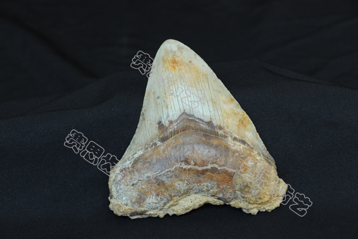 锯齿鲨牙化石——从智利到中国漂洋过海