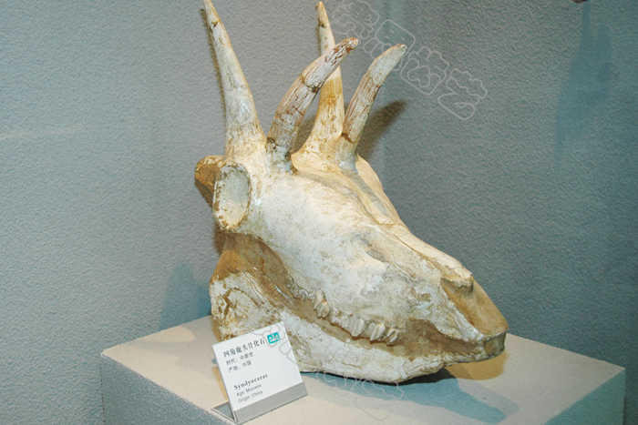 四角鹿、两角鹿头骨化石标本的锐气与豪气