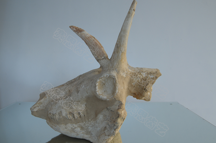 四角鹿、两角鹿头骨化石标本的锐气与豪气