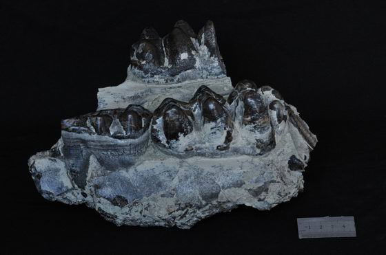玉化的嵌齿象上颌骨牙齿化石
